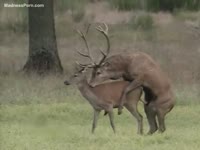 [ Zoophilia Sex ] Two large deer are having intercourse in the forest